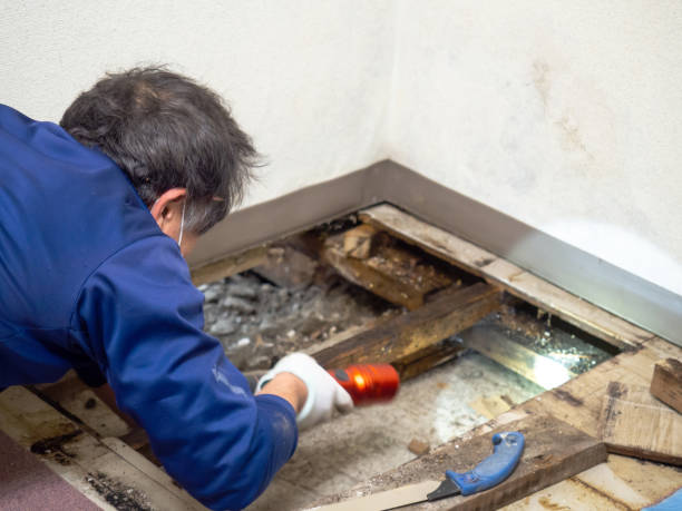 Best Crawl Space Mold Removal  in Hancock, MI