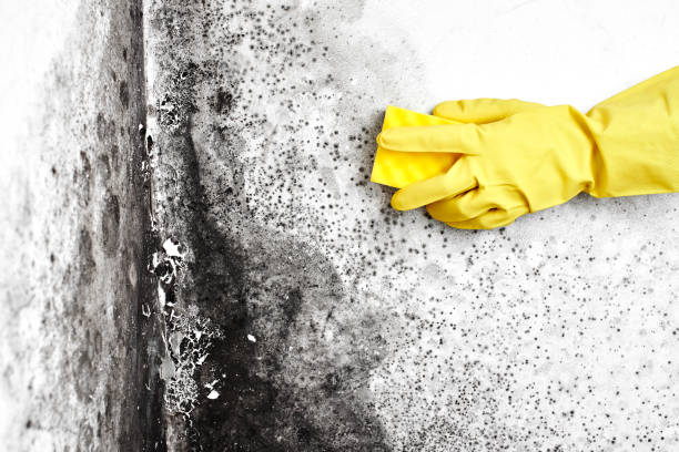Professional Mold Removal in Hancock, MI