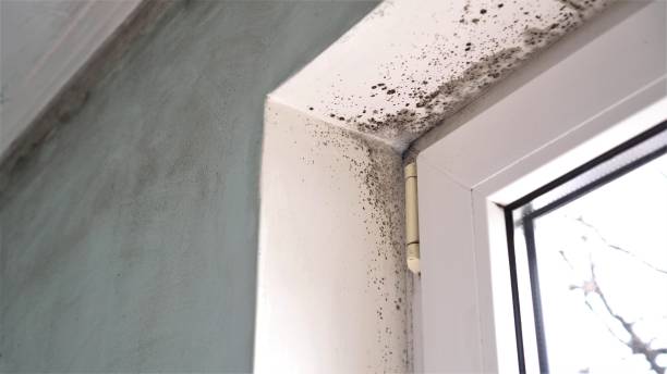 Best Local Mold Removal Service  in Hancock, MI