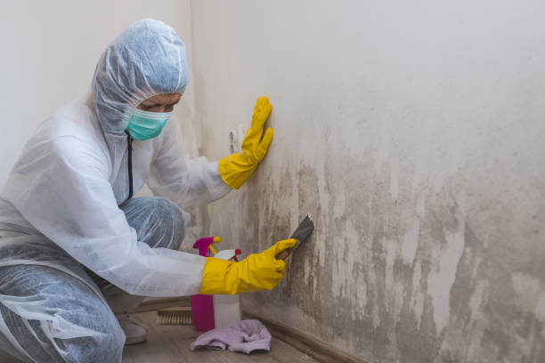 Best Mold Cleaning Services  in Hancock, MI